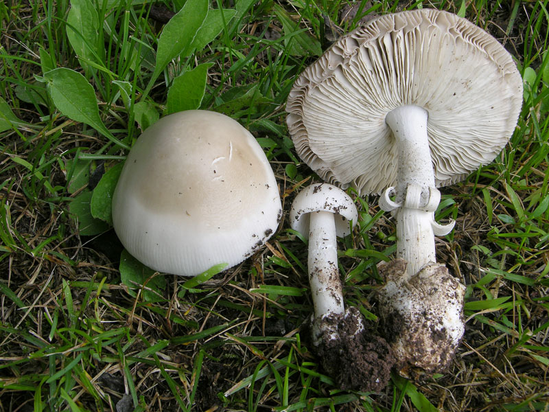 Prime Amanita rubescens e vaginata